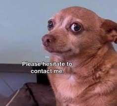 An anxious Chihuahua staring wide-eyed into the distance, featured as a relatable hangover meme with text reading "Please hesitate to contact me."