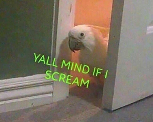 An unhinged noise-complaint hangover meme showing a white cockatoo poking its head out from behind a door frame, captioned in glowing text "YALL MIND IF I SCREAM."