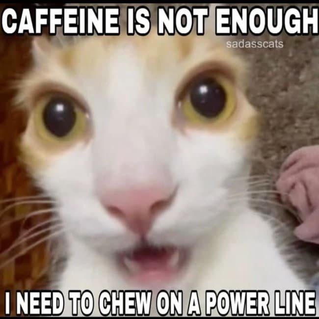 Close-up chaotic cat photo with giant dilated pupils staring into the camera under text reading "CAFFEINE IS NOT ENOUGH I NEED TO CHEW ON A POWER LINE," serving as a chaotic hangover meme.