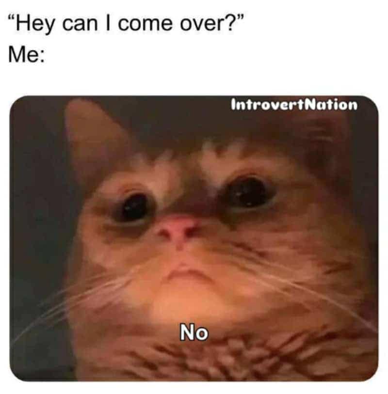 An unamused cat stares up with a blank, deadpan expression next to text rejecting a request to come over in an introvert meme about protecting personal space.