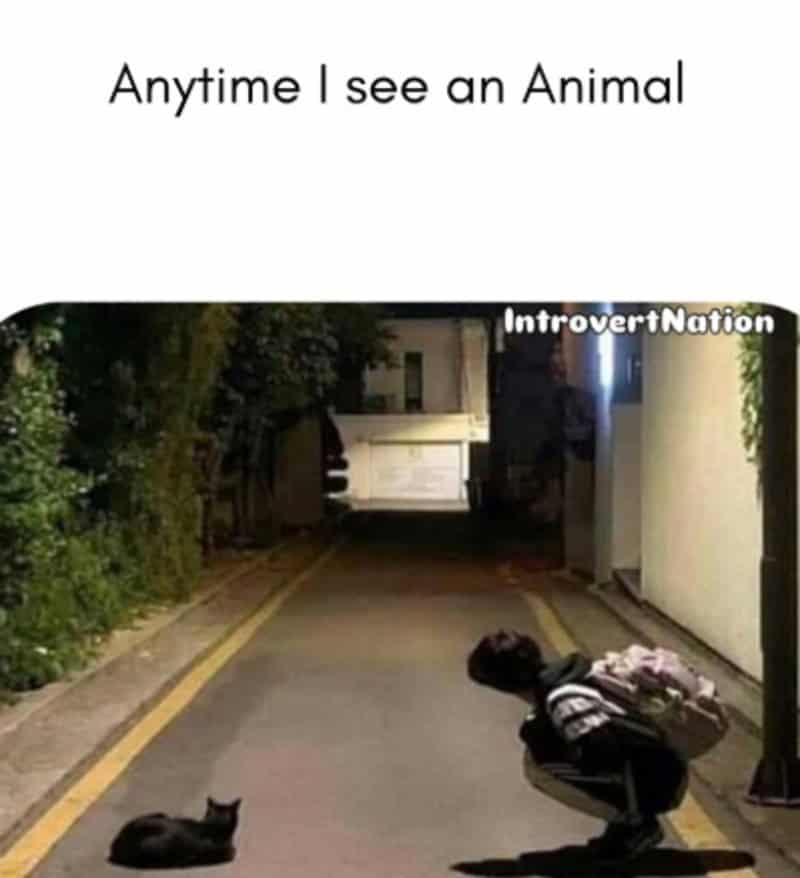 Squatting low on an empty street at night, a person drops everything to pay complete attention to a stray black cat sitting on the pavement in an introvert meme.