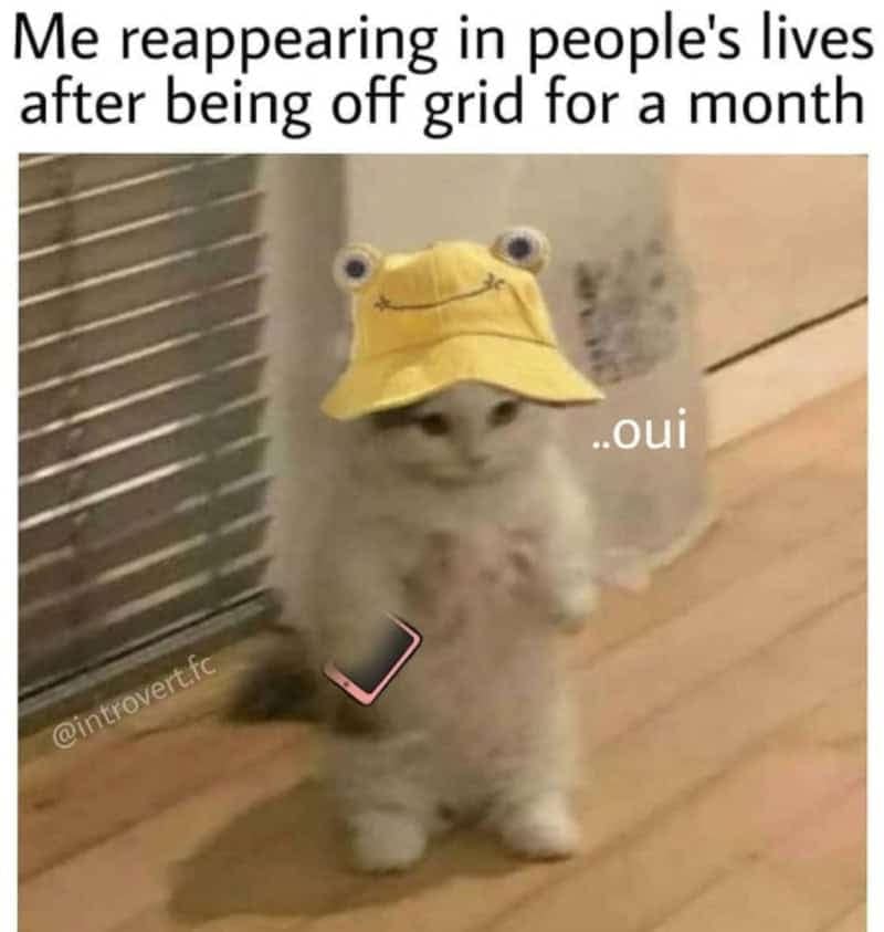 A fluffy white kitten wearing a yellow frog bucket hat holds a tiny phone with the caption "...oui" to show someone re-emerging after disappearing for a month in an introvert meme.