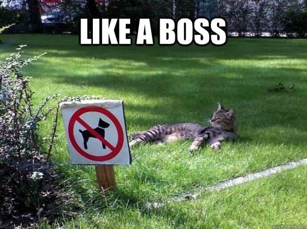 Tabby cat lounging on green grass directly behind a red no dogs sign for lawn meme.