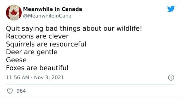 Meanwhile in Canada tweet humorously defending local wildlife while pointedly ignoring the evil geese.