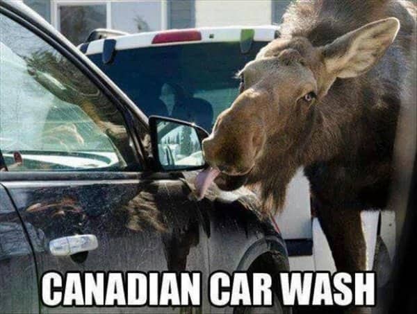 Giant moose licking the side of a car in a funny meanwhile in Canada meme.