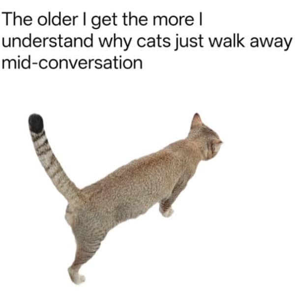 Tabby cat walking away from the camera on a plain background, paired with text about growing older and understanding why cats abandon social conversations mid-sentence.