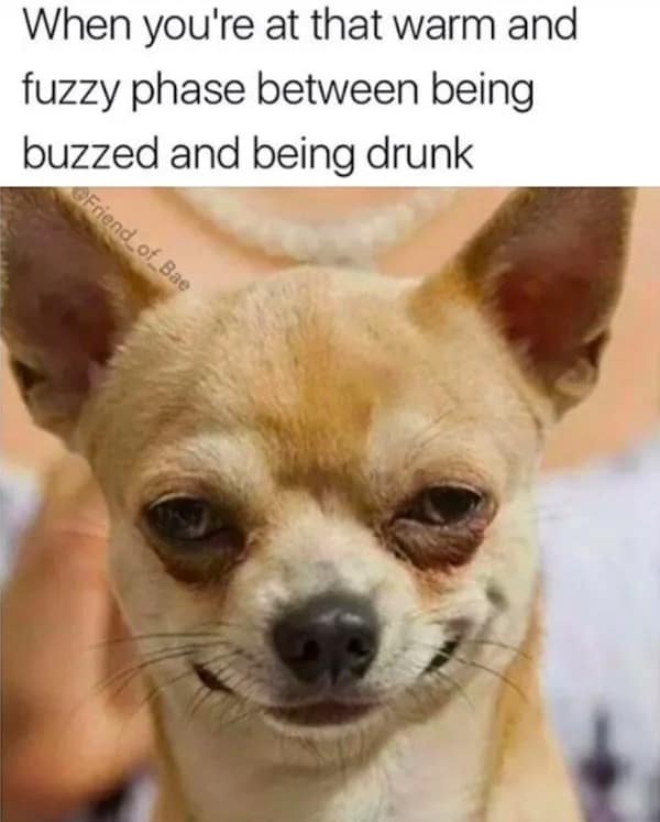 Close-up photo of a small chihuahua with squinted eyes and a mischievous smirk, representing the phase between being comfortably buzzed and fully drunk.