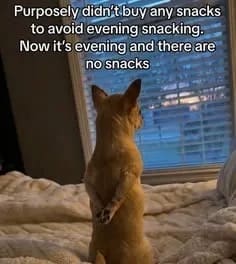 A relatable dog post in this meme dump featuring a standing chihuahua gazing sadly out a window blind after purposefully avoiding buying snacks at the grocery store.