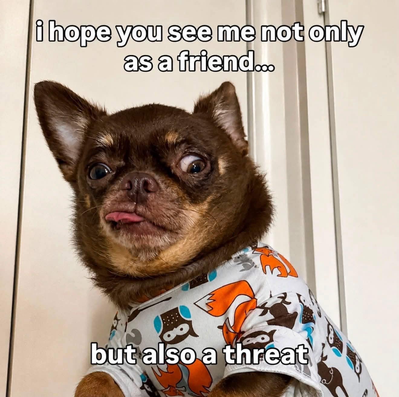 A bug-eyed dog photo included in this meme dump showing a wild-eyed Chihuahua in an owl shirt captioned "i hope you see me not only as a friend... but also a threat."