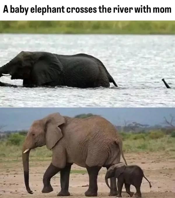Two-panel photo of a baby elephant snorkeling across a deep river using its trunk, leaving a hilarious wet waterline on its legs on dry land.