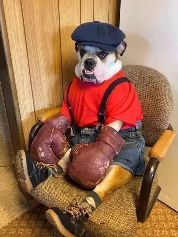 A cute dog dress-up photo featured in this meme dump showing a bulldog in a flat cap, red shirt, suspenders, denim shorts, and vintage boxing gloves sitting like an old-school prizefighter.