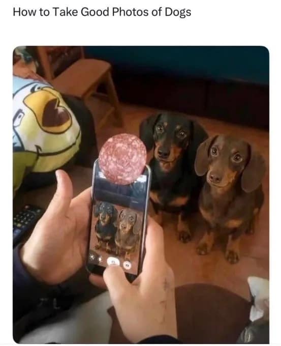 Life hack photo showing a slice of salami stuck on a smartphone to make two dachshunds pose perfectly for a picture in a meme dump.
