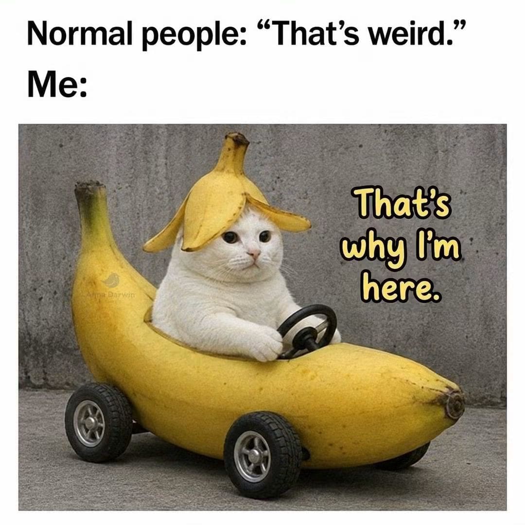A weird internet culture post as a funny meme in this dump displays a white cat wearing a banana peel hat while steering a banana-shaped go-kart, titled "That's why I'm here."