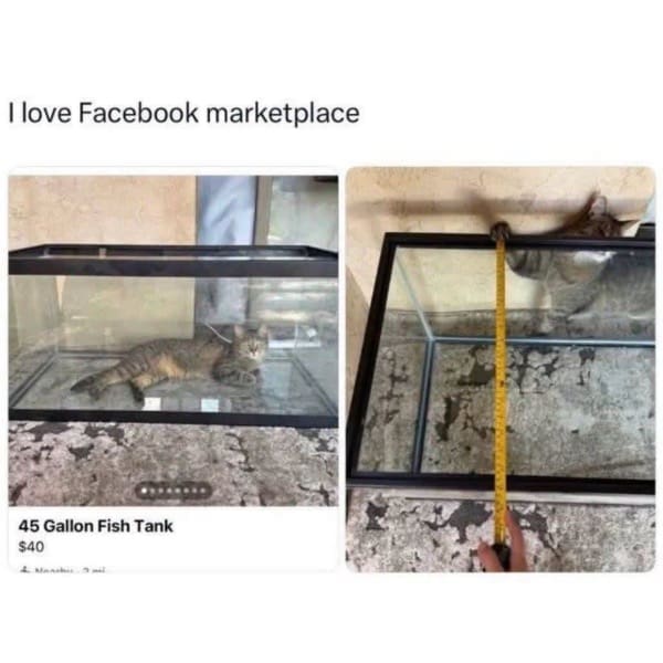 A hilarious Facebook Marketplace listing in a meme dump showing a cat sitting inside a 45-gallon fish tank and helping hold a yellow measuring tape to demonstrate height.