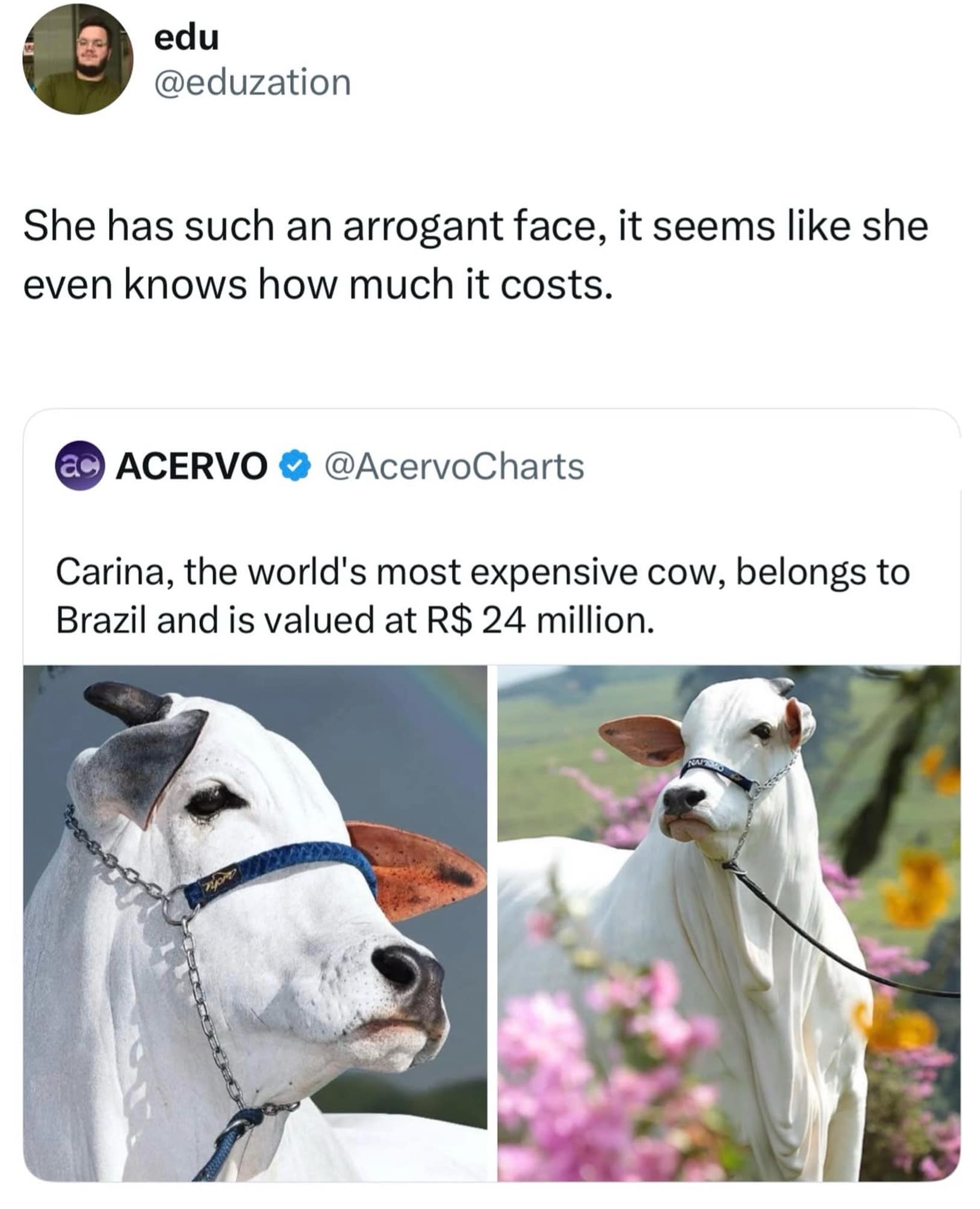 An arrogant viral animal post in a meme dump showing Carina, Brazil's $24-million cow, posing haughtily among flowers as a tweet remarks that she looks like she knows her own price tag.