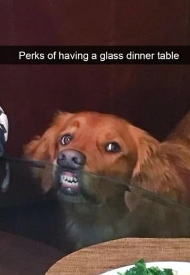 A dog squishing its mouth against a glass tabletop in a funny picture featured in this meme dump under text reading "Perks of having a glass dinner table."