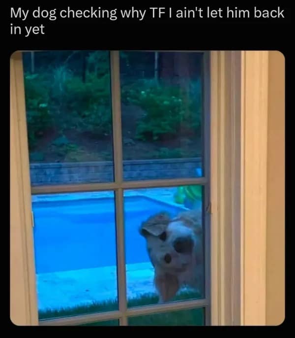 A hilarious pet door photo in this meme dump showing a dog smooshing its nose and face flat against a glass sliding patio door while peering longingly inside.