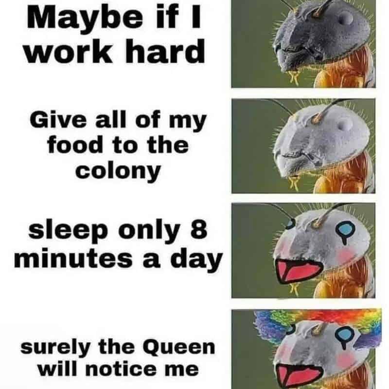 An ant getting clown makeup applied in four panels as it naively believes working endless hours and sleeping eight minutes will make the Queen notice it in a relatable funny meme.