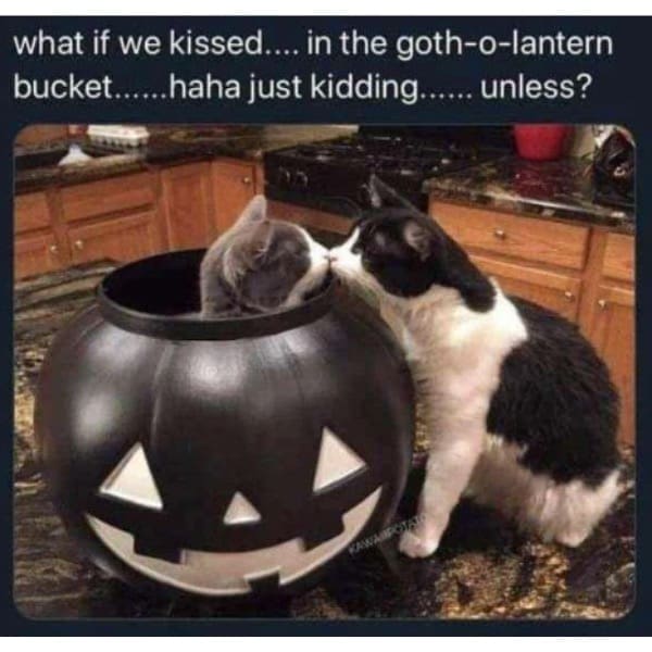 A spooky cat romance post in this meme dump showing two cats kissing inside and beside a black plastic Halloween jack-o'-lantern bucket.