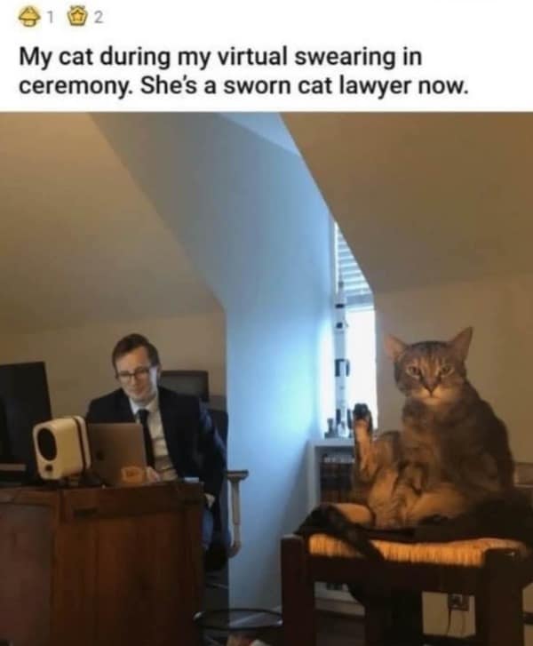 A wholesome pet court ceremony photo in this meme dump showing a tabby cat raising its leg like taking an oath during its owner's virtual legal swearing-in ceremony.