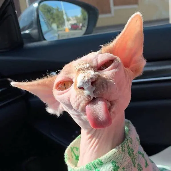 A hilarious hairless cat photo featured in this meme dump showing a Sphynx cat in a car with whipped cream smeared on its nose, sticking its long tongue out.