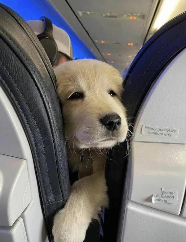A cute airplane passenger meme dump photo of a golden retriever puppy poking its head through the gap between airplane seats, next to a sign for "literature only."
