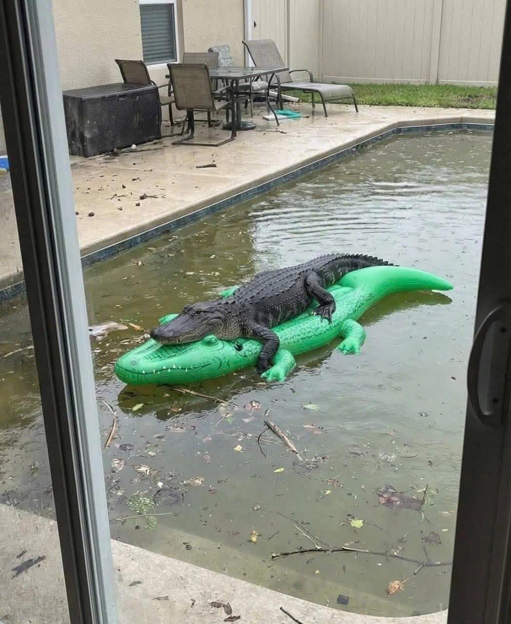 A real alligator resting on top of a green inflatable toy alligator float inside a flooded residential backyard pool.