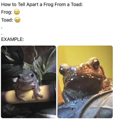 A hilarious amphibian classification guide in this meme dump contrasting a cheerful, smiling frog with an intensely angry, mud-dusted toad.