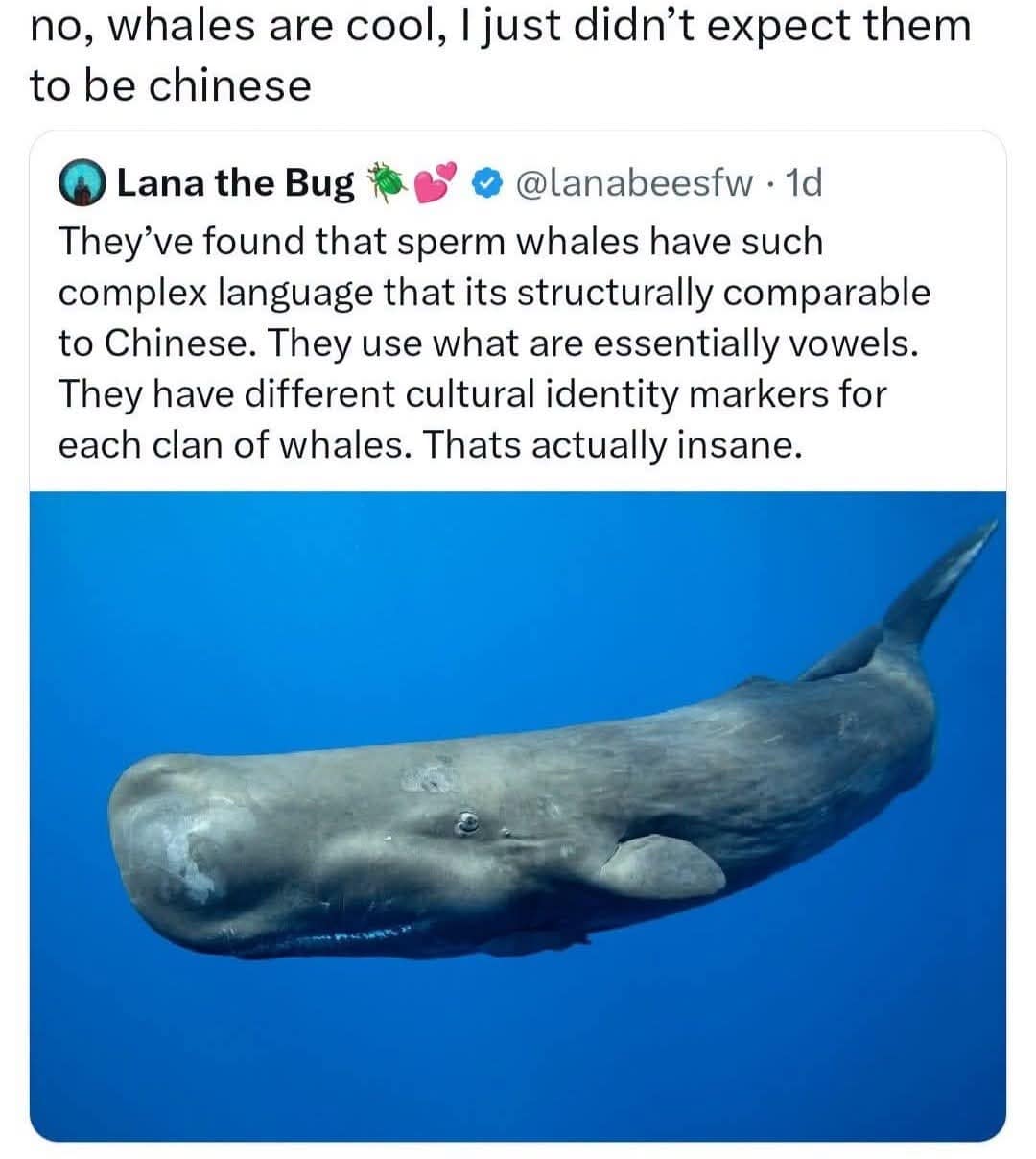 A science article misunderstanding post in this meme dump sharing news about sperm whale dialects structurally matching Chinese, paired with a funny caption reading "no, whales are cool, I just didn't expect them to be chinese."