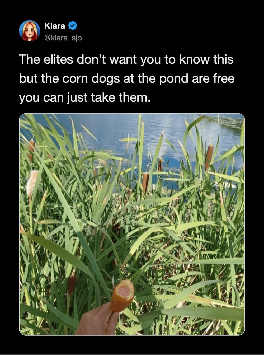 A viral internet conspiracy tweet in this meme dump displaying a hand holding a bitten cattail reed like a fair corn dog, claiming pond corn dogs are free.