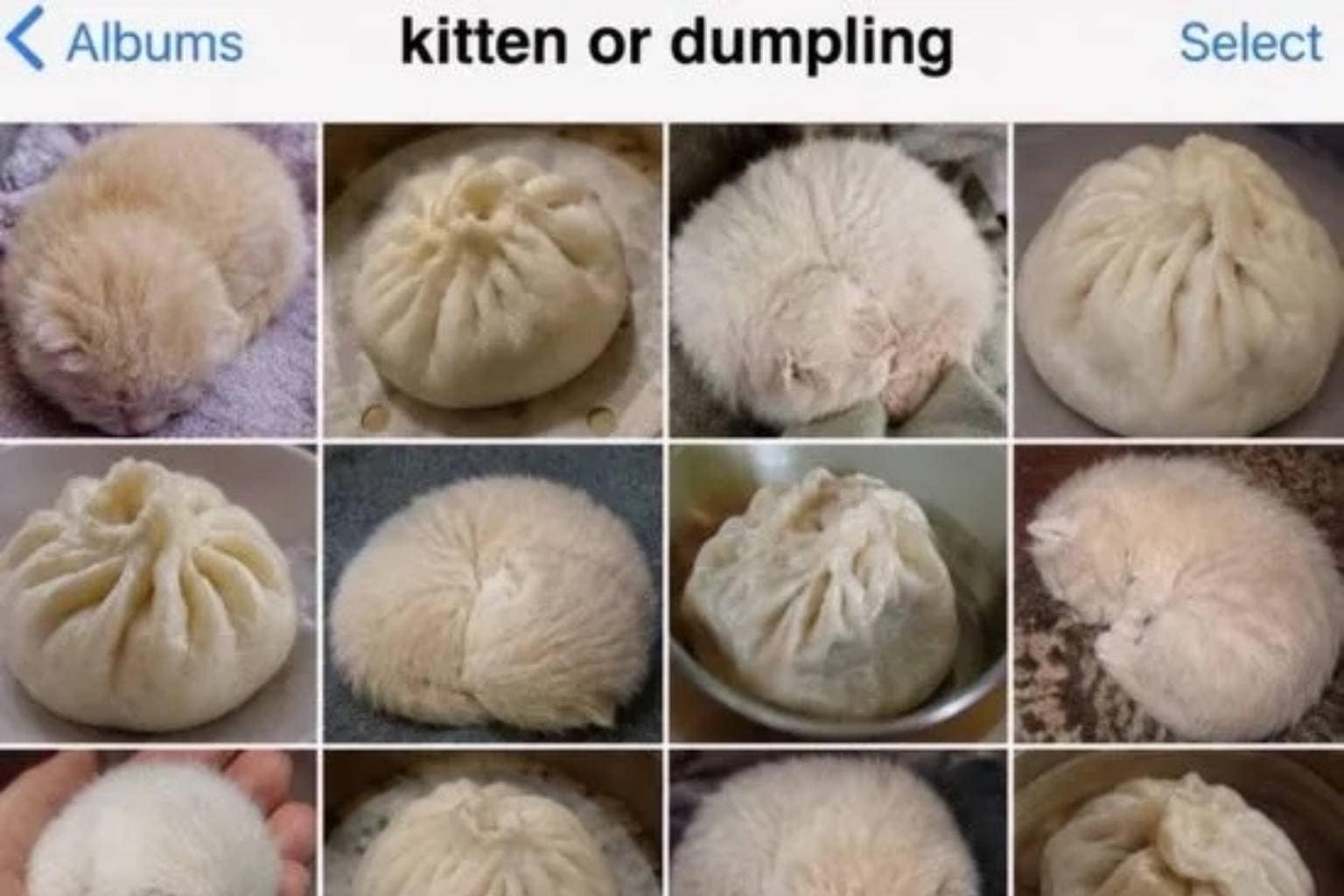 An expansive meme dump featuring relatable everyday humor and internet satire, highlighting a kitchen plumber excavating a massive dirt trench, Dave Ramsey reacting to terrible investment advice, and a clever dog photography life hack using a slice of salami attached to a smartphone.