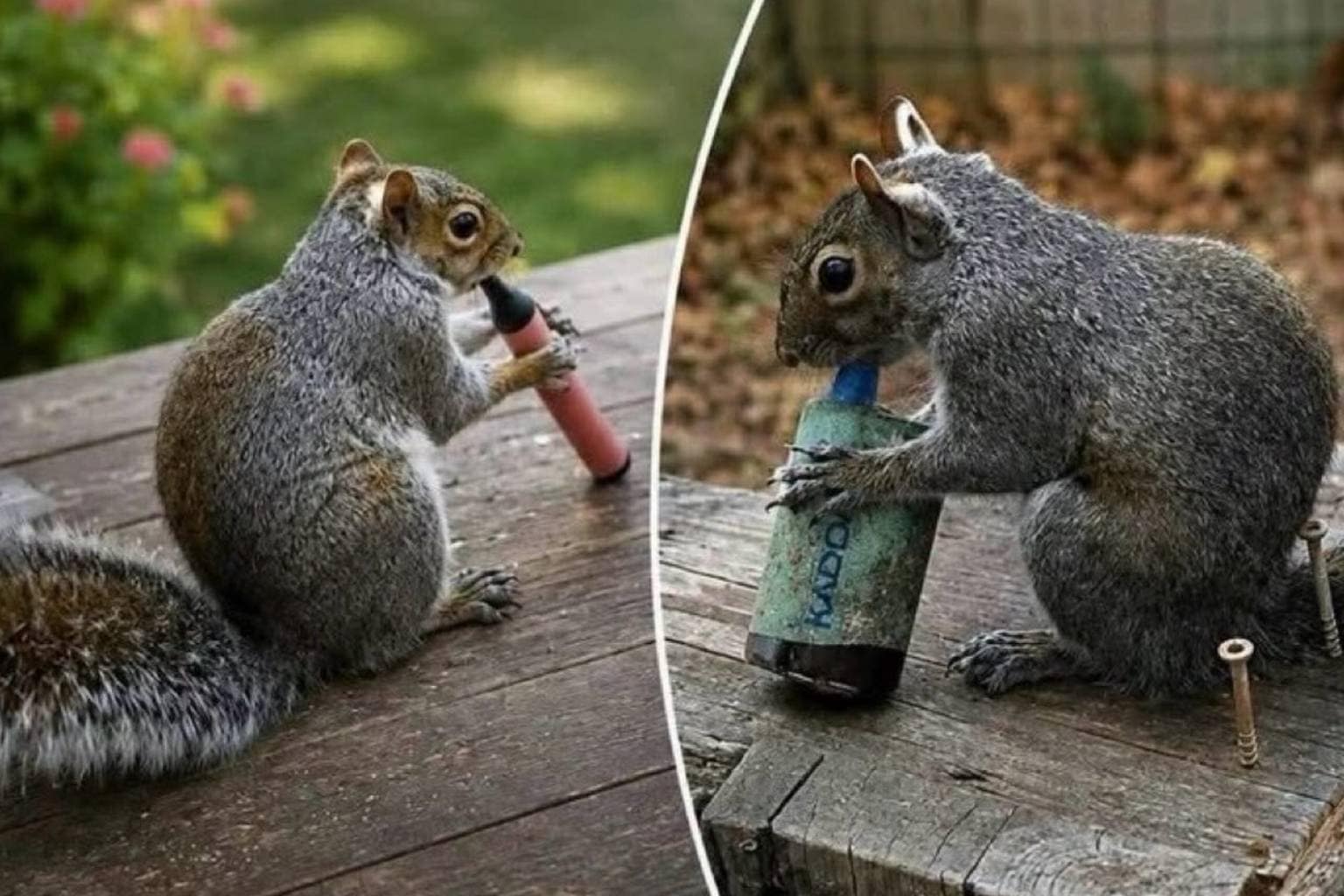 A chaotic meme dump highlighting viral social media moments, featuring a side-by-side comparison of Elon Musk and Kathy Bates, a phone-sized slab of black obsidian rock used to reduce screen time, and wild squirrels holding disposable vape pens.