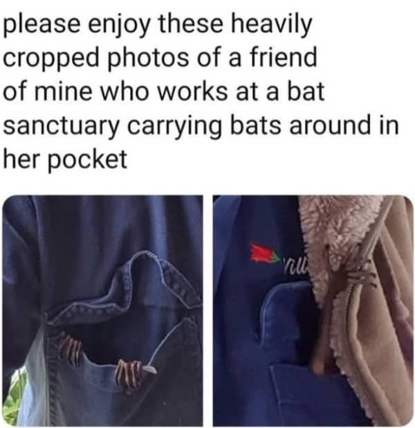 Close up photo showing small bats sleeping inside a blue jacket pocket, funny memes.