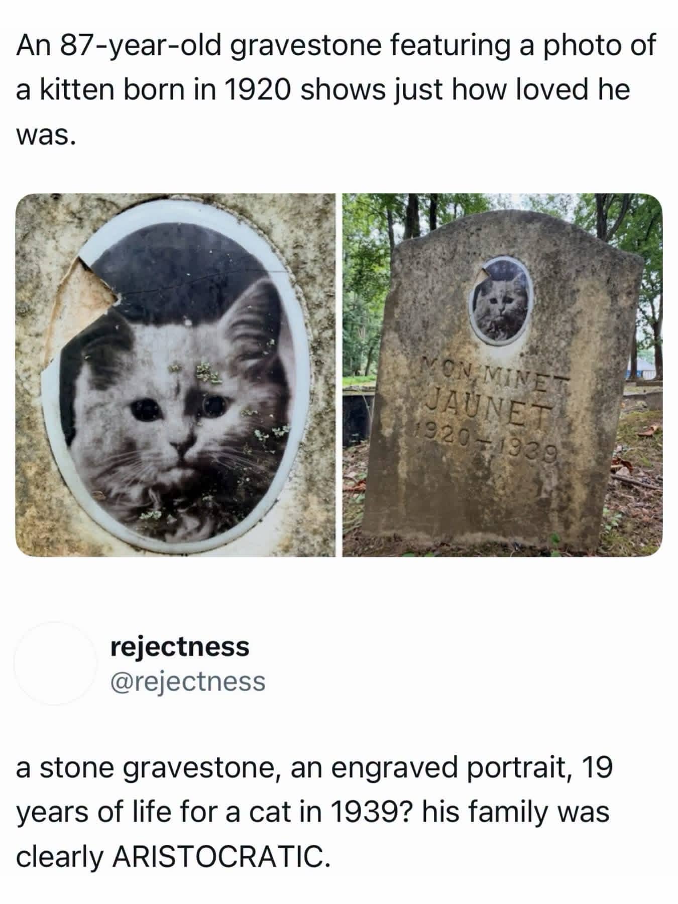 Historical gravestone for a cat born in 1920 with an attached portrait, funny memes.