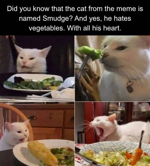Four panel photo collage of Smudge the white cat showing intense hatred toward vegetables.