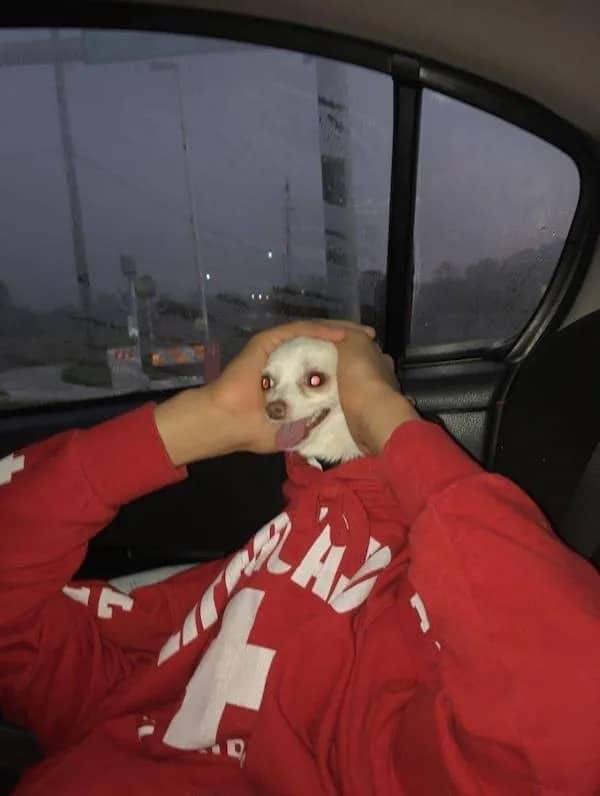 Small chihuahua head popping out of red hoodie neck opening inside car funny meme.