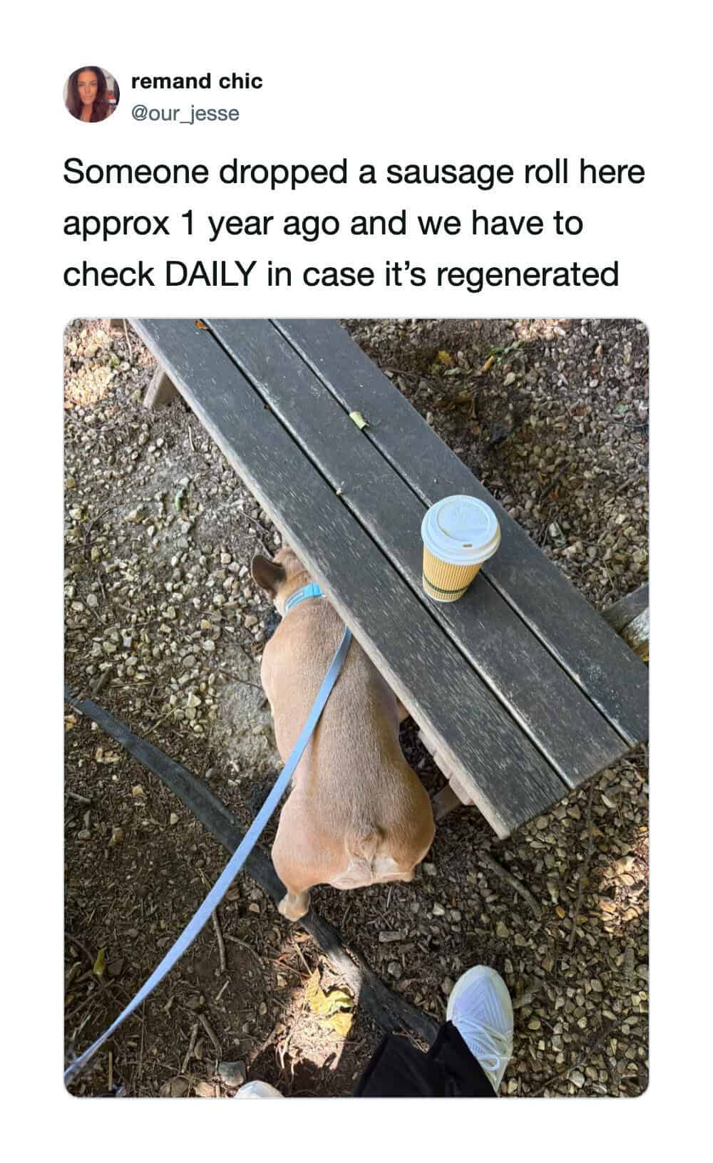 Funny dog meme featuring a French bulldog searching underneath a wooden park bench.