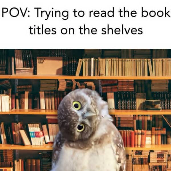 Funny photo of an owl tilting its head sideways in front of bookshelves, funny memes.
