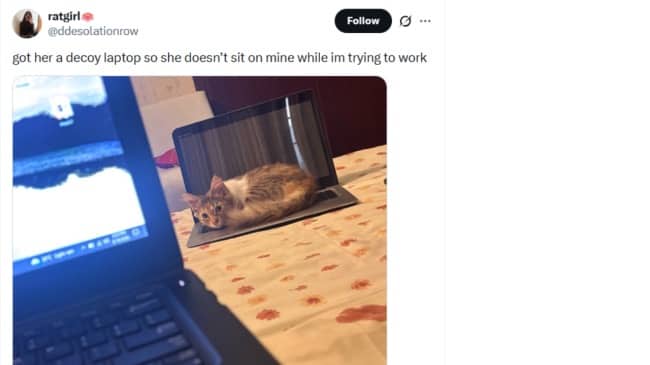 Kitten resting on a laptop keyboard used as decoy next to working owner meme.