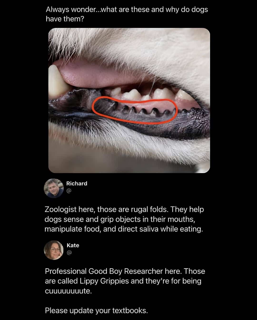 Close-up of dog's mouth highlighting rugal folds with humorous social media comments explaining their purpose.
