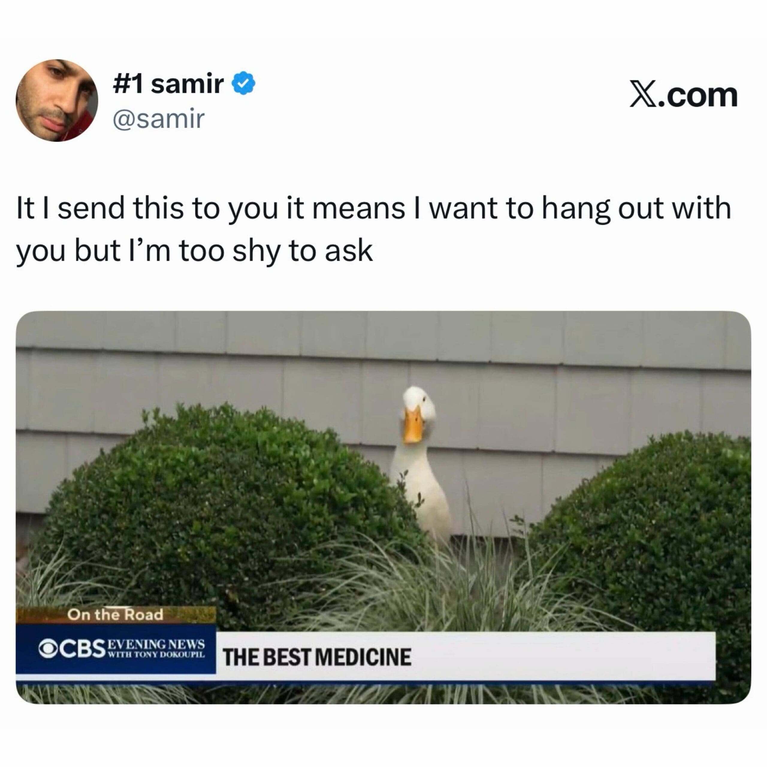 White duck peeking over green bushes from news broadcast screenshot about being shy meme.