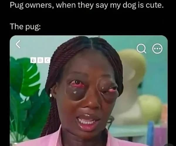 Woman with swollen eyes on news broadcast representing pug dogs in funny dog pet meme.