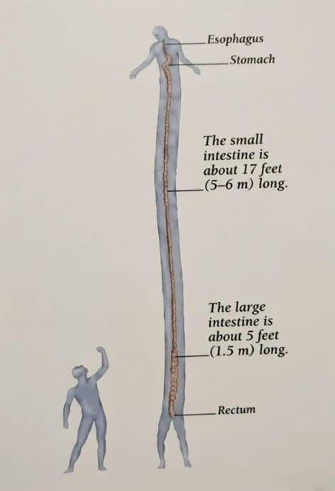 Anatomical funny meme diagram illustrating exaggerated human intestines stretched out to absurd lengths.