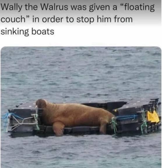 Wally the walrus resting comfortably on a custom floating black raft in the ocean.