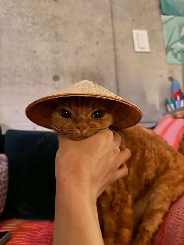 Cute orange tabby cat wearing a miniature conical bamboo hat indoors funny cat meme.