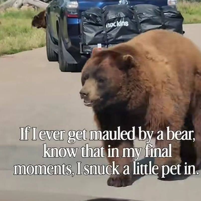 Large brown bear walking on asphalt road with funny meme overlay text about petting.