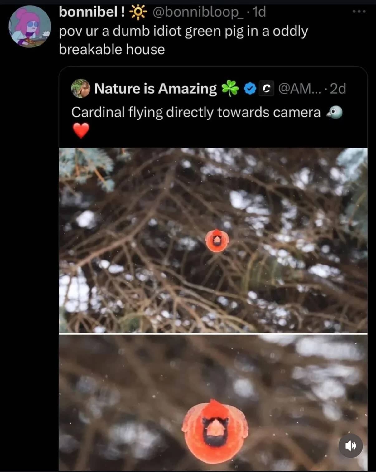 Point of view red cardinal bird flying directly toward camera angry birds meme.