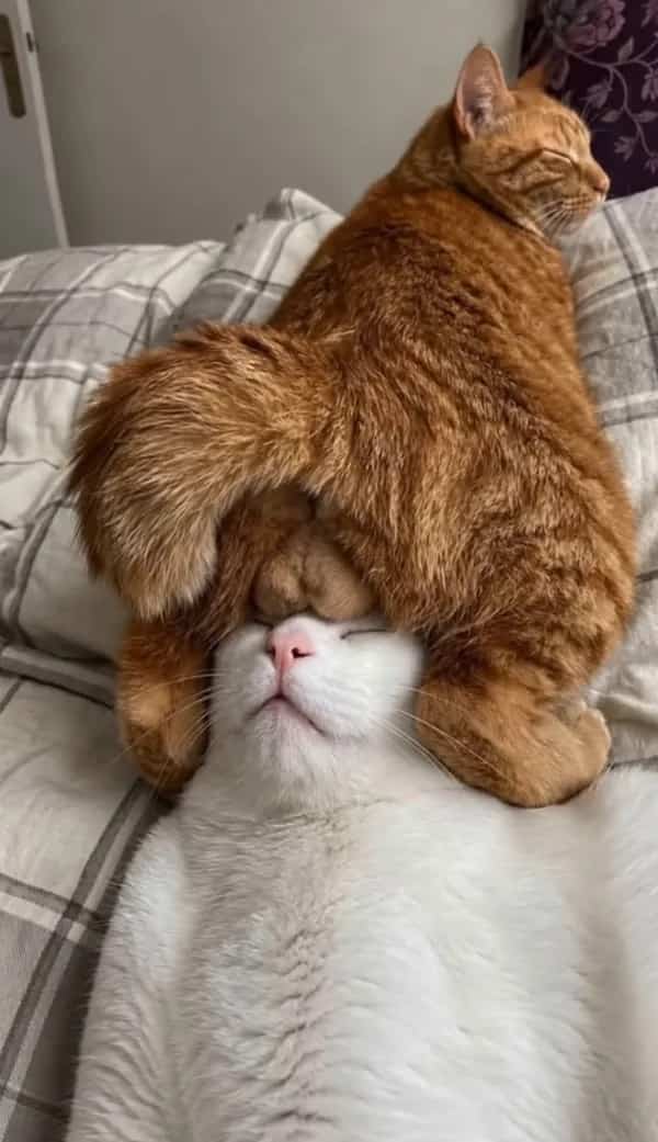Ginger cat resting its body directly over the face of a white sleeping cat meme.