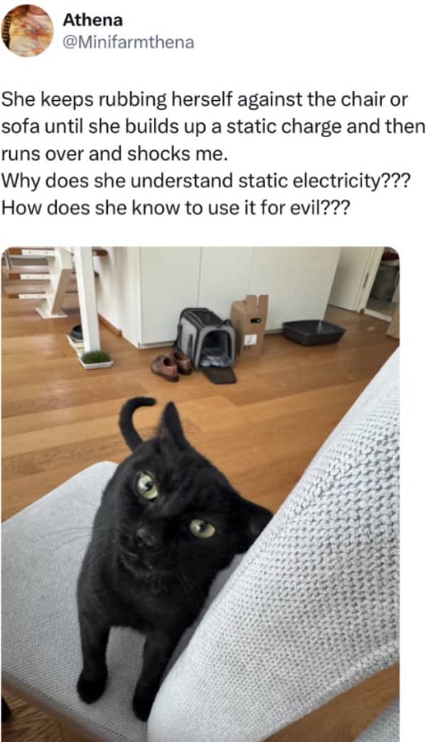Black cat rubbing against a chair while building static electricity to mischievously shock owners.