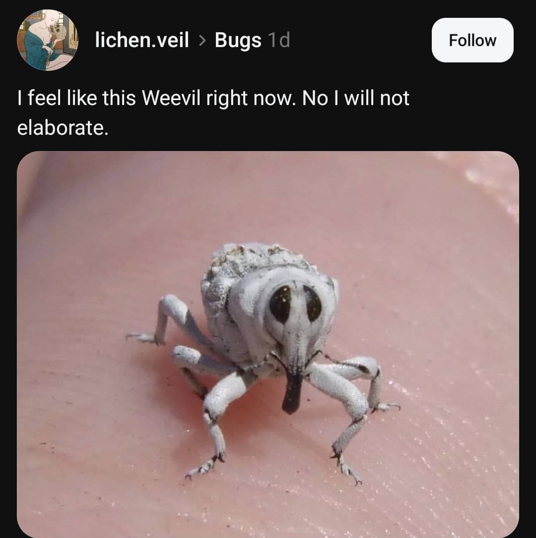 Close up meme photo of a white weevil beetle resting on human skin.